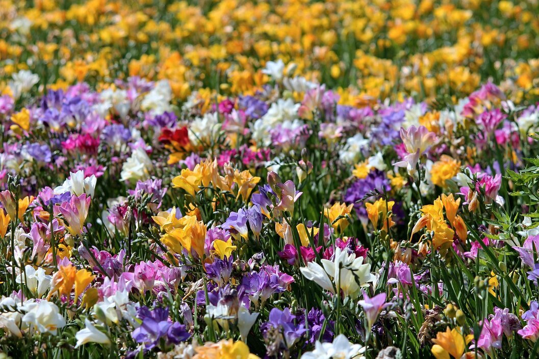 Wildflowers and grasses between rows of olive trees supporting biodiversity