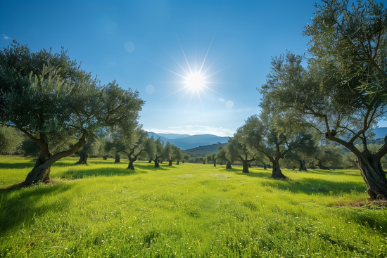 Sunset over sustainable olive groves in Salento, Italy