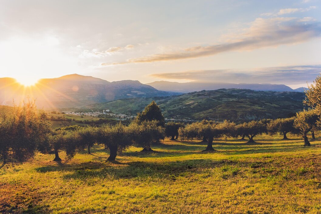 Organic olive trees growing in a clean, chemical-free field
