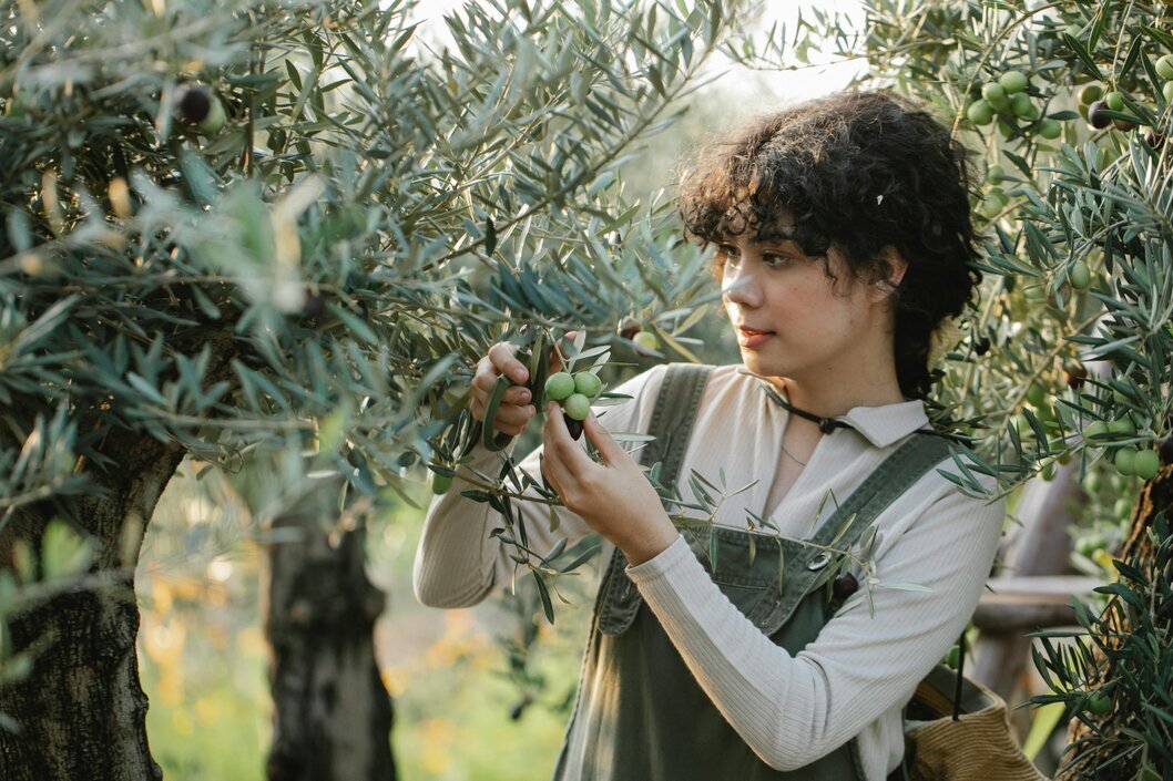 Farmer inspecting olives and leaves on a tree branch
